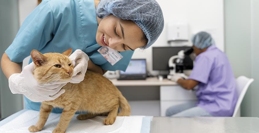 Estudiar veterinaria