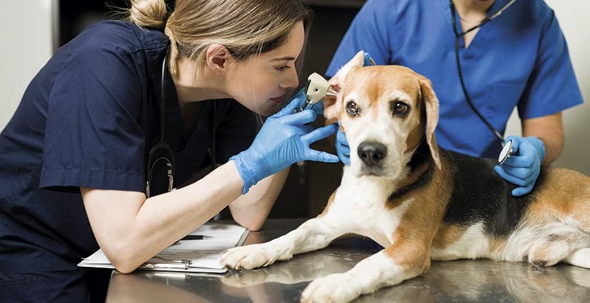 Estudiar veterinaria